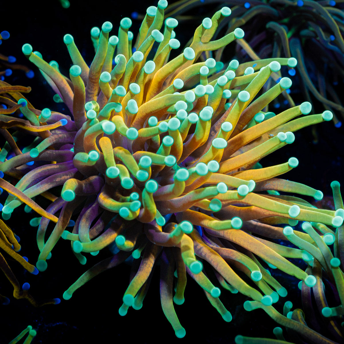 Inferno Torch Euphyllia with flowing tentacles in reef aquarium