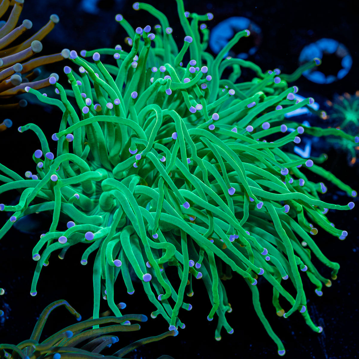 Pink Tipped Torch coral with flowing tentacles in reef aquarium
