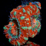 Acan Coral with fleshy polyps in reef aquarium
