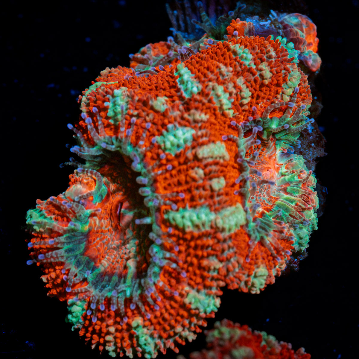 Acan Coral with fleshy polyps in reef aquarium