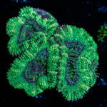 Acan Coral with fleshy polyps in reef aquarium