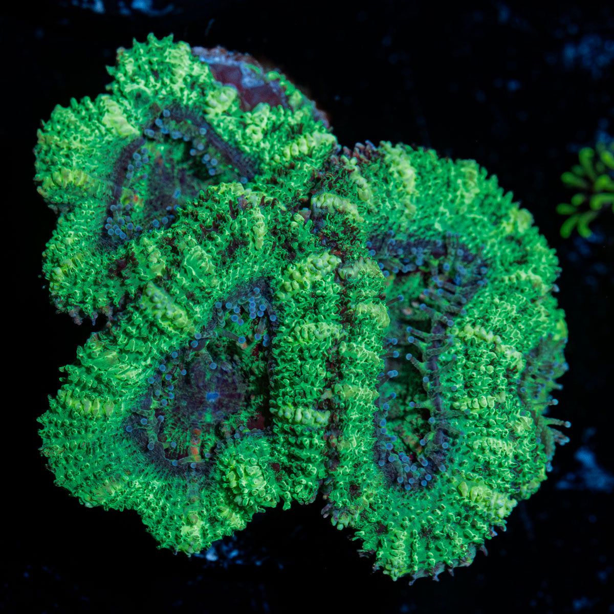 Acan Coral with fleshy polyps in reef aquarium