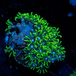 Green Star Polyp coral with encrusting growth in reef aquarium