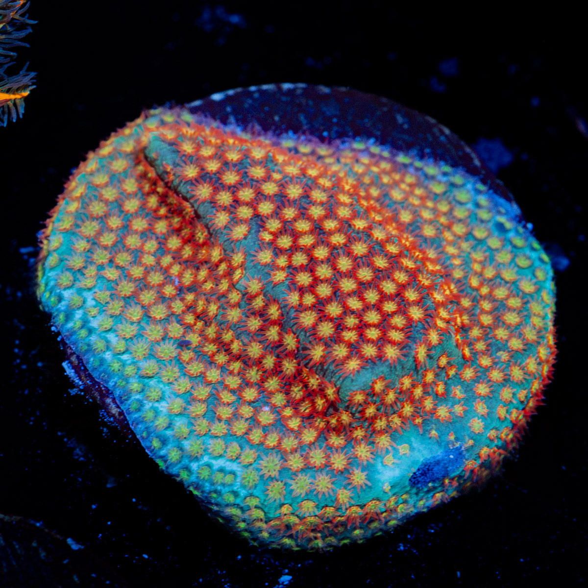 Close Encounter Stylocoeniella Coral with encrusting growth in reef aquarium