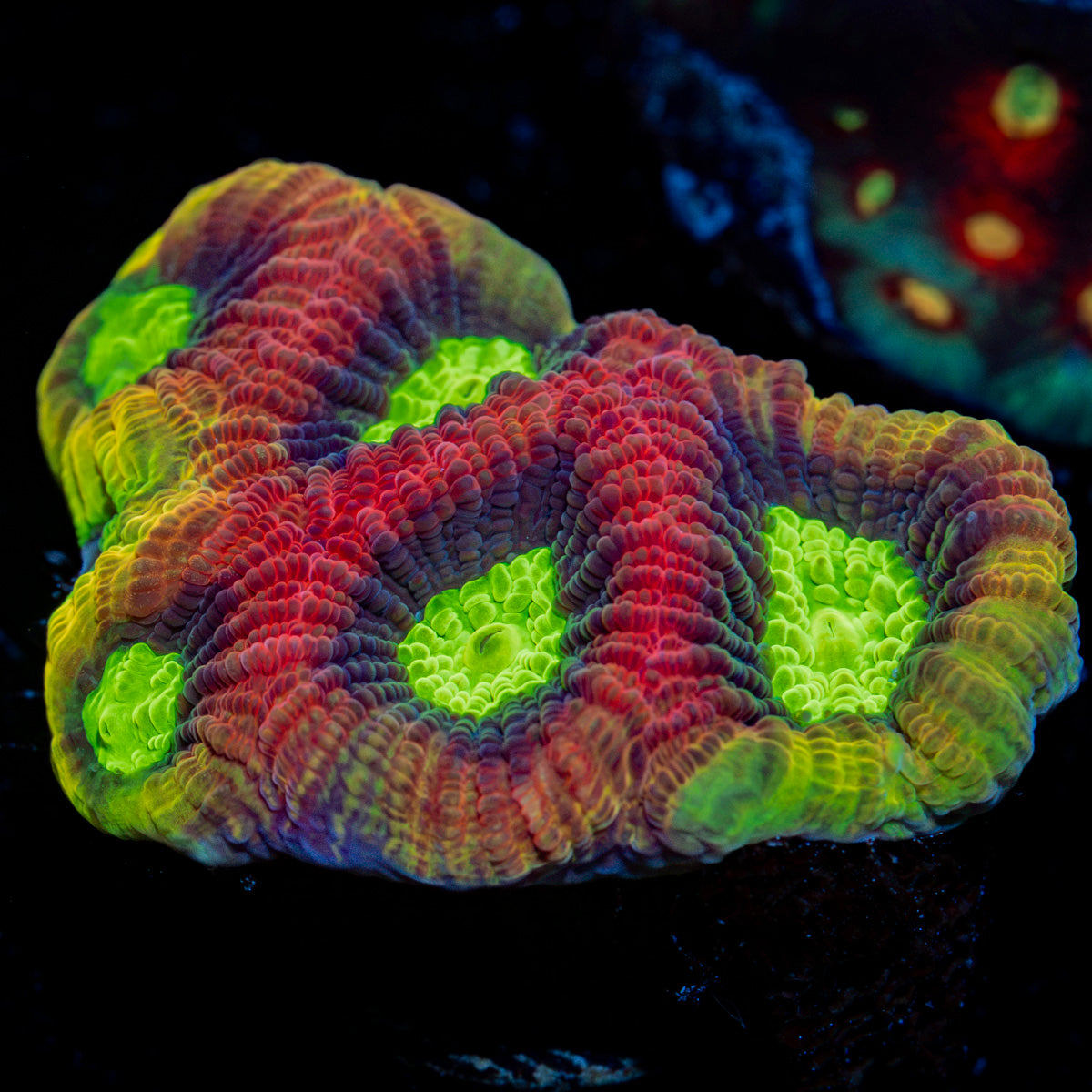Dragon Soul Favia Coral with encrusting growth in reef aquarium