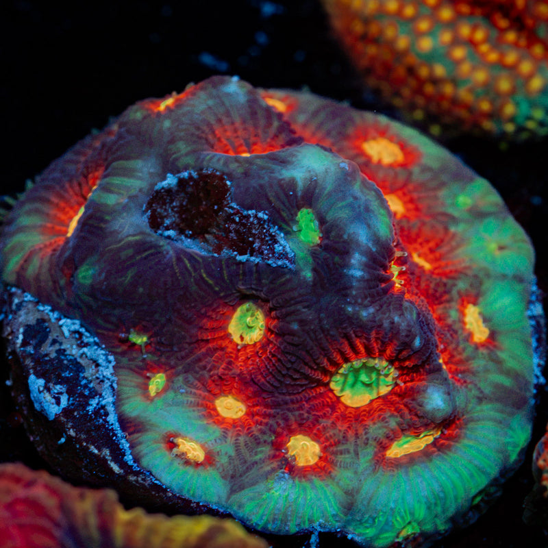 Toro Bravo Favia Coral with encrusting growth in reef aquarium