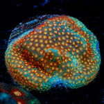 Close Encounter Stylocoeniella Coral with encrusting growth in reef aquarium