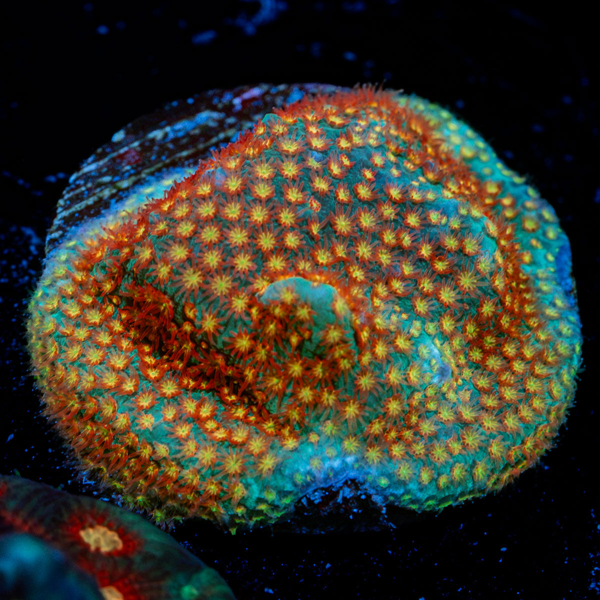 Close Encounter Stylocoeniella Coral with encrusting growth in reef aquarium