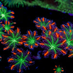 ARC FireWork Clove Polyp Coral with colony growth in reef aquarium