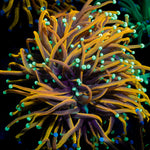 Blow Torch Euphyllia with flowing tentacles in reef aquarium