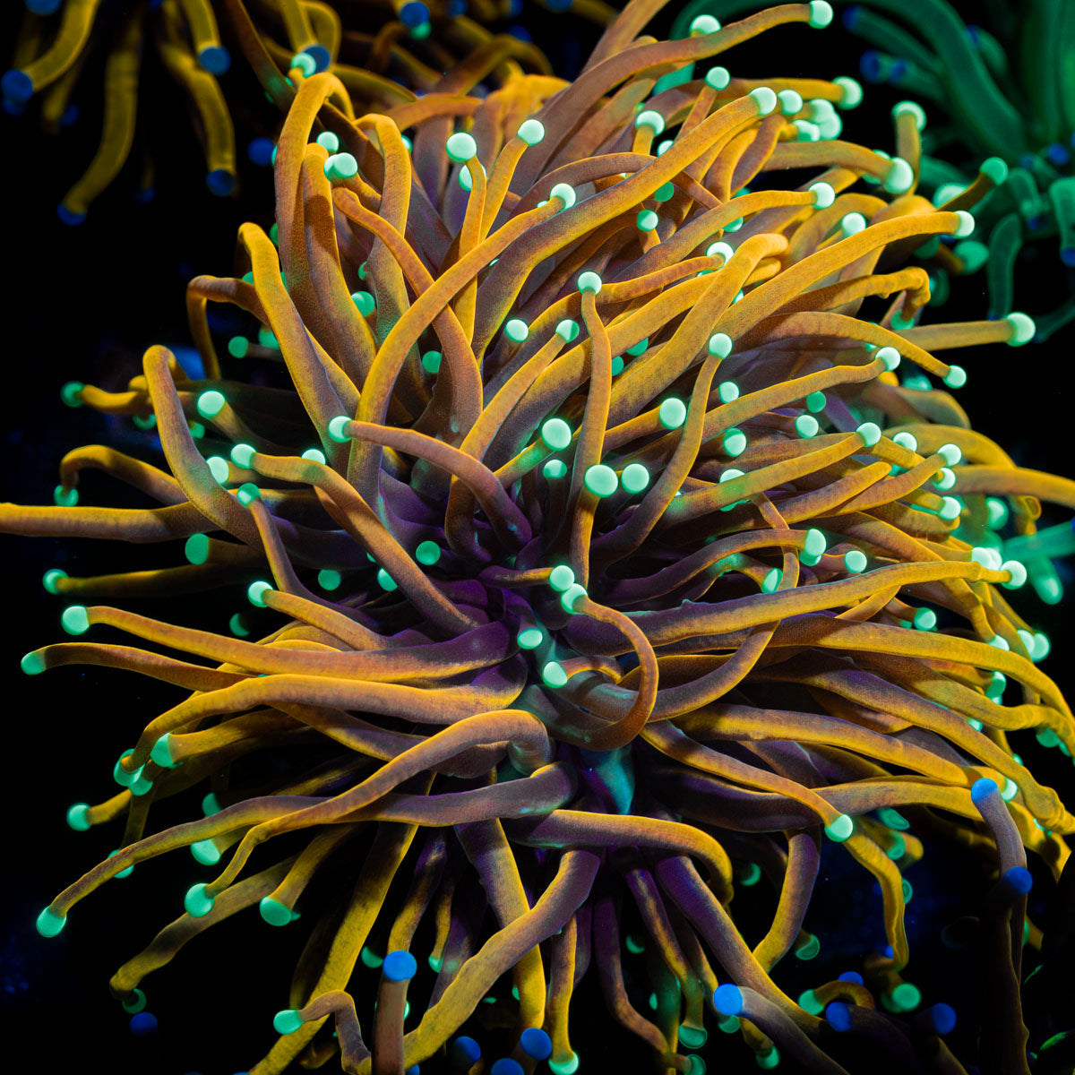 Blow Torch Euphyllia with flowing tentacles in reef aquarium