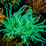 Blue Tipped Torch Euphyllia with flowing tentacles in reef aquarium