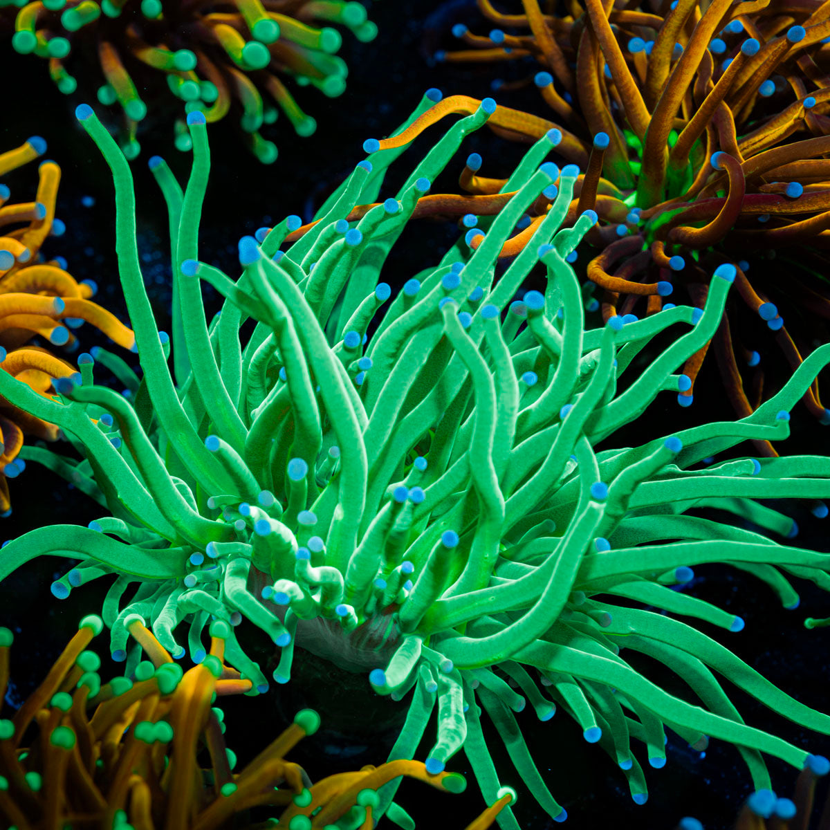 Blue Tipped Torch Euphyllia with flowing tentacles in reef aquarium