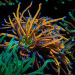 Ny Knicks Torch Euphyllia with flowing tentacles in reef aquarium