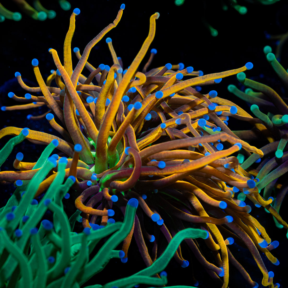 Ny Knicks Torch Euphyllia with flowing tentacles in reef aquarium