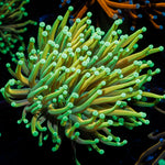 Inferno Torch Euphyllia with flowing tentacles in reef aquarium