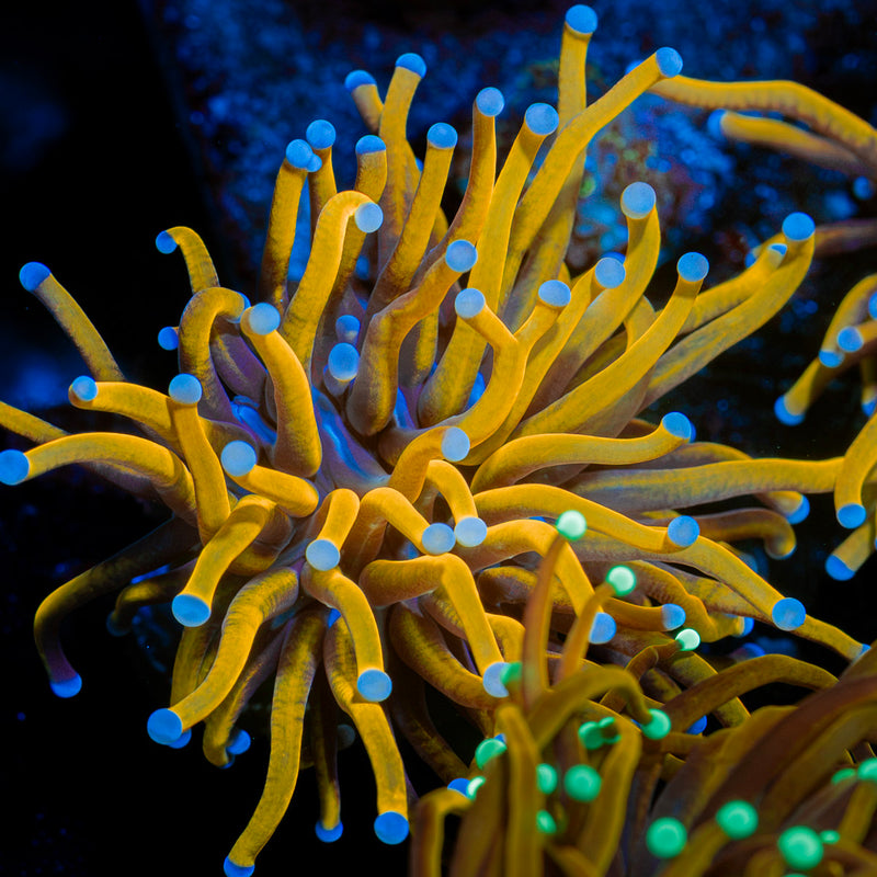 24k Torch Euphyllia Coral
