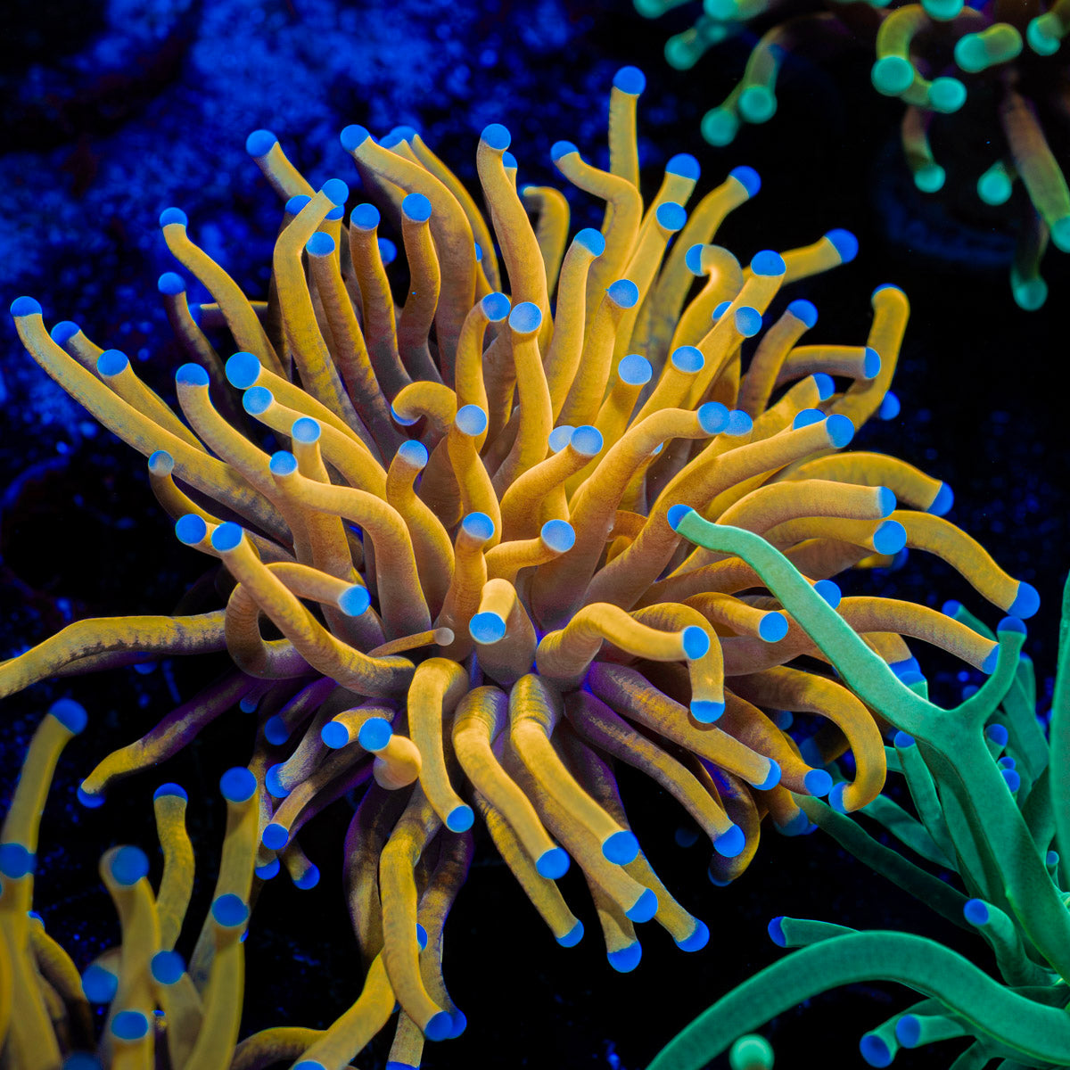 24k Torch Euphyllia with flowing tentacles in reef aquarium