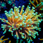 Inferno Torch Euphyllia with flowing tentacles in reef aquarium