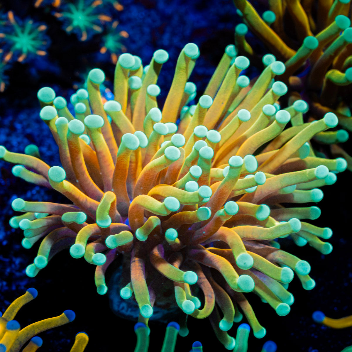 Inferno Torch Euphyllia with flowing tentacles in reef aquarium