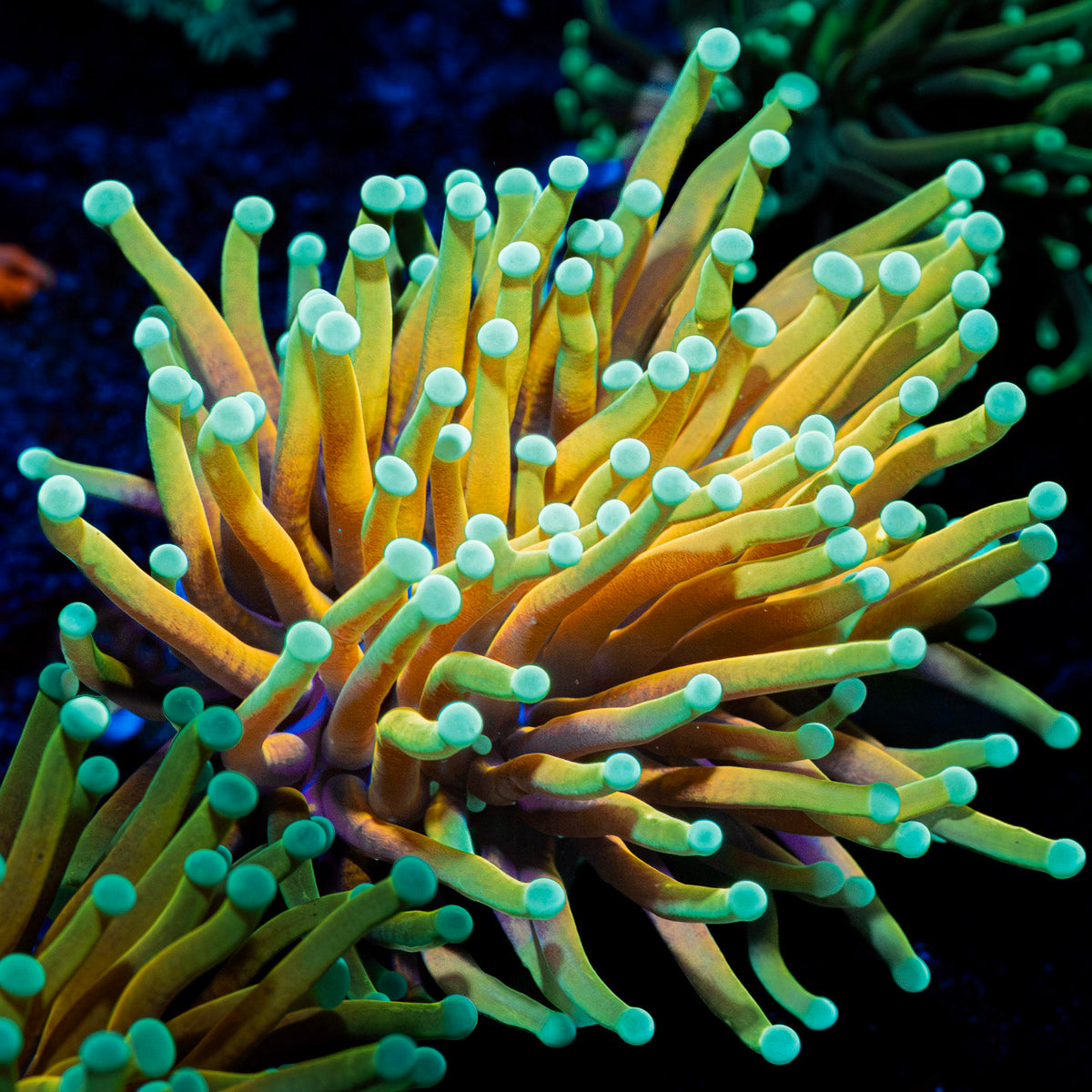 Inferno Torch Euphyllia with flowing tentacles in reef aquarium