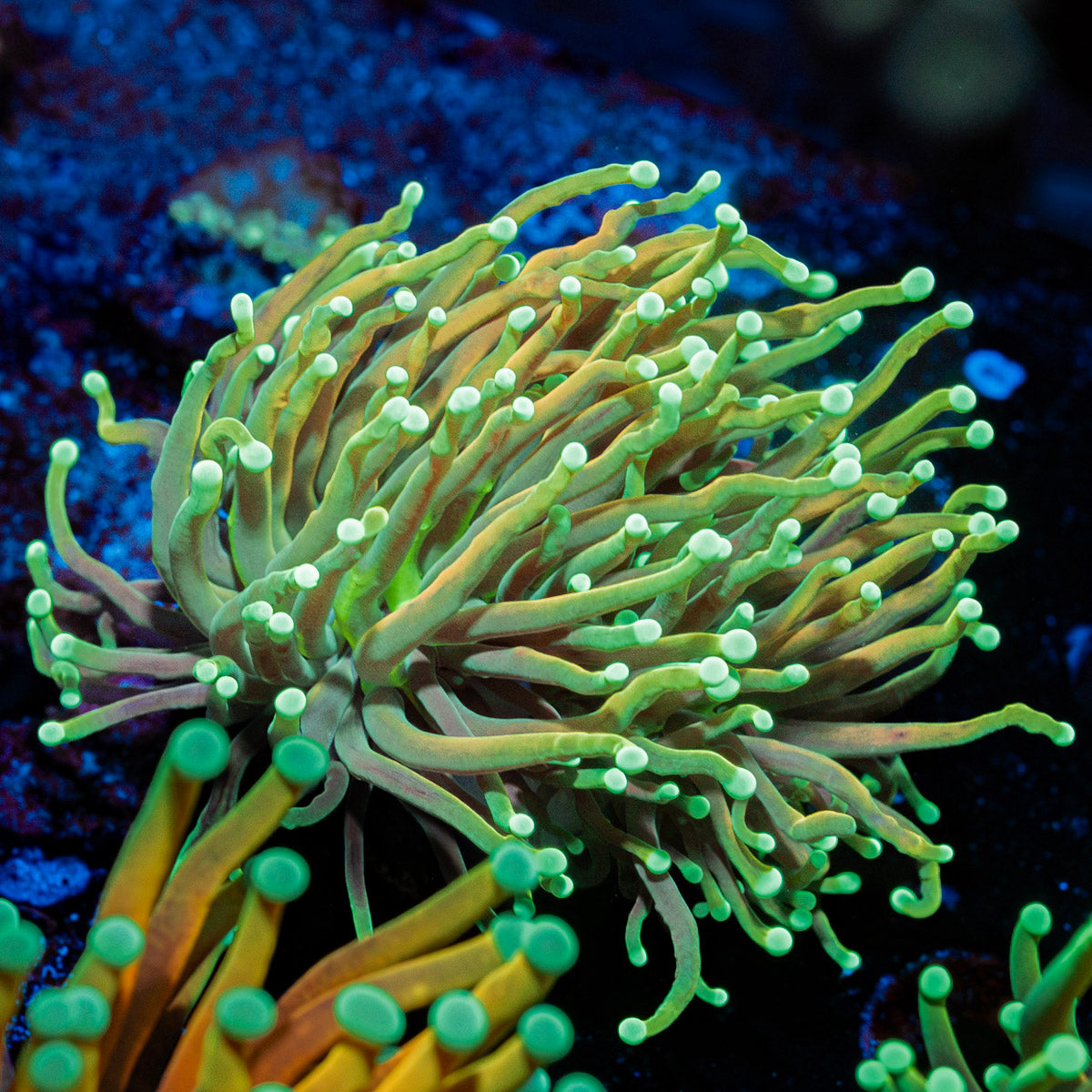 Inferno Torch Euphyllia with flowing tentacles in reef aquarium