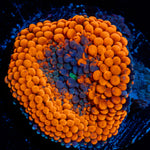 Orange Ricordea Mushroom Coral with mushroom disc in reef aquarium
