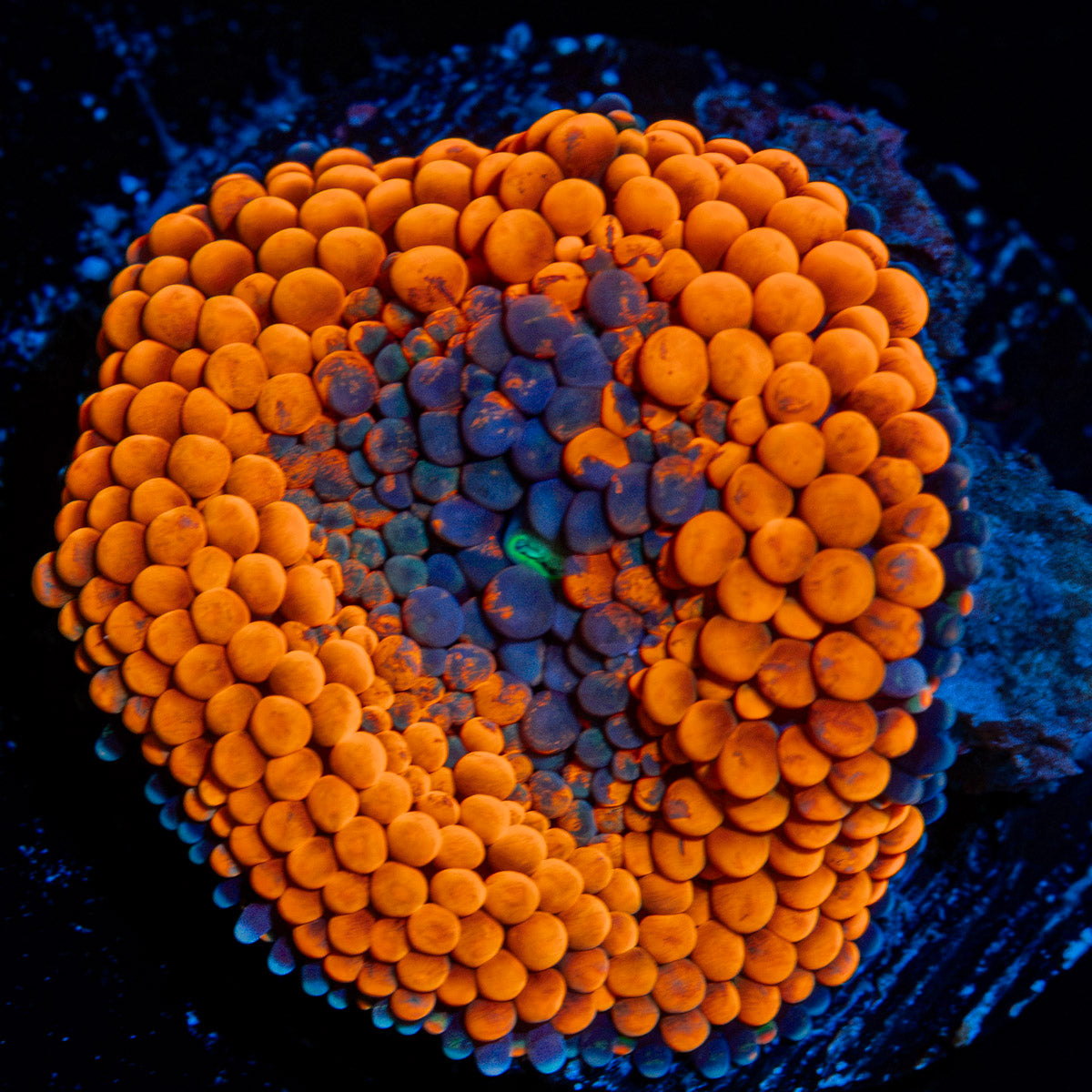 Orange Ricordea Mushroom Coral with mushroom disc in reef aquarium