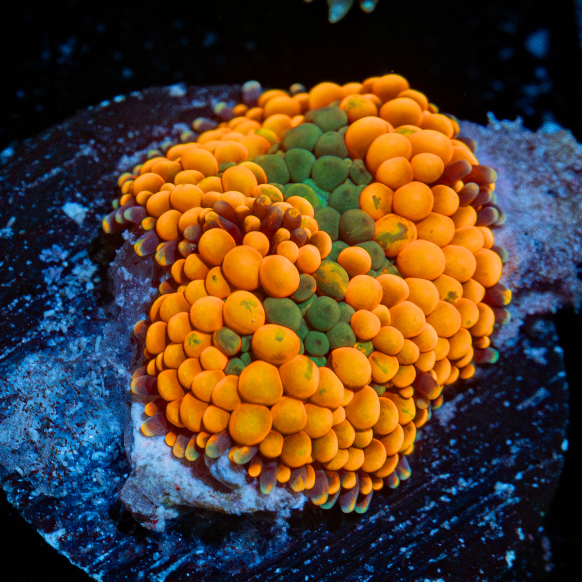 Orange Ricordea Mushroom Coral with mushroom disc in reef aquarium