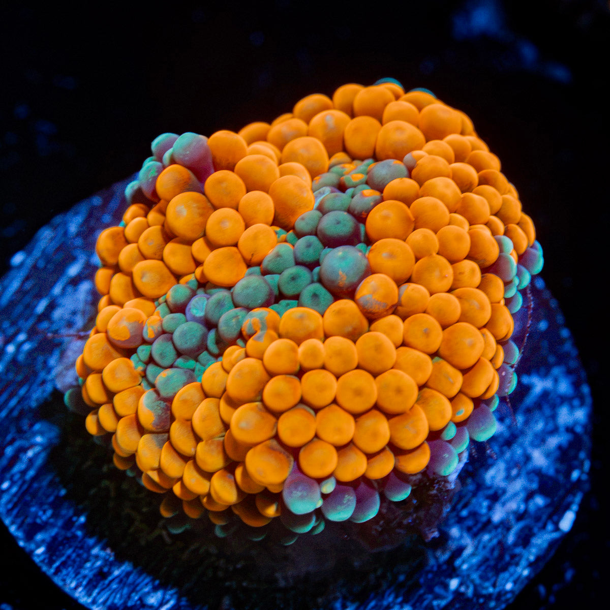 Orange Ricordea Mushroom Coral with mushroom disc in reef aquarium
