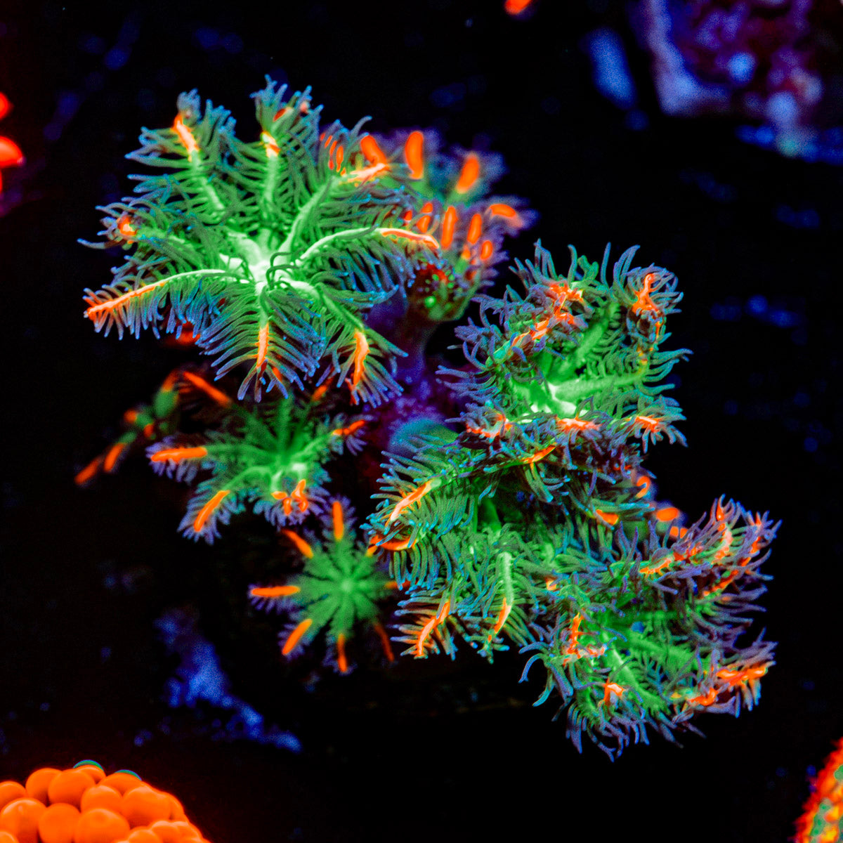 ARC FireWork Clove Polyp Coral with colony growth in reef aquarium