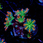 ARC FireWork Clove Polyp Coral with soft polyps in reef aquarium