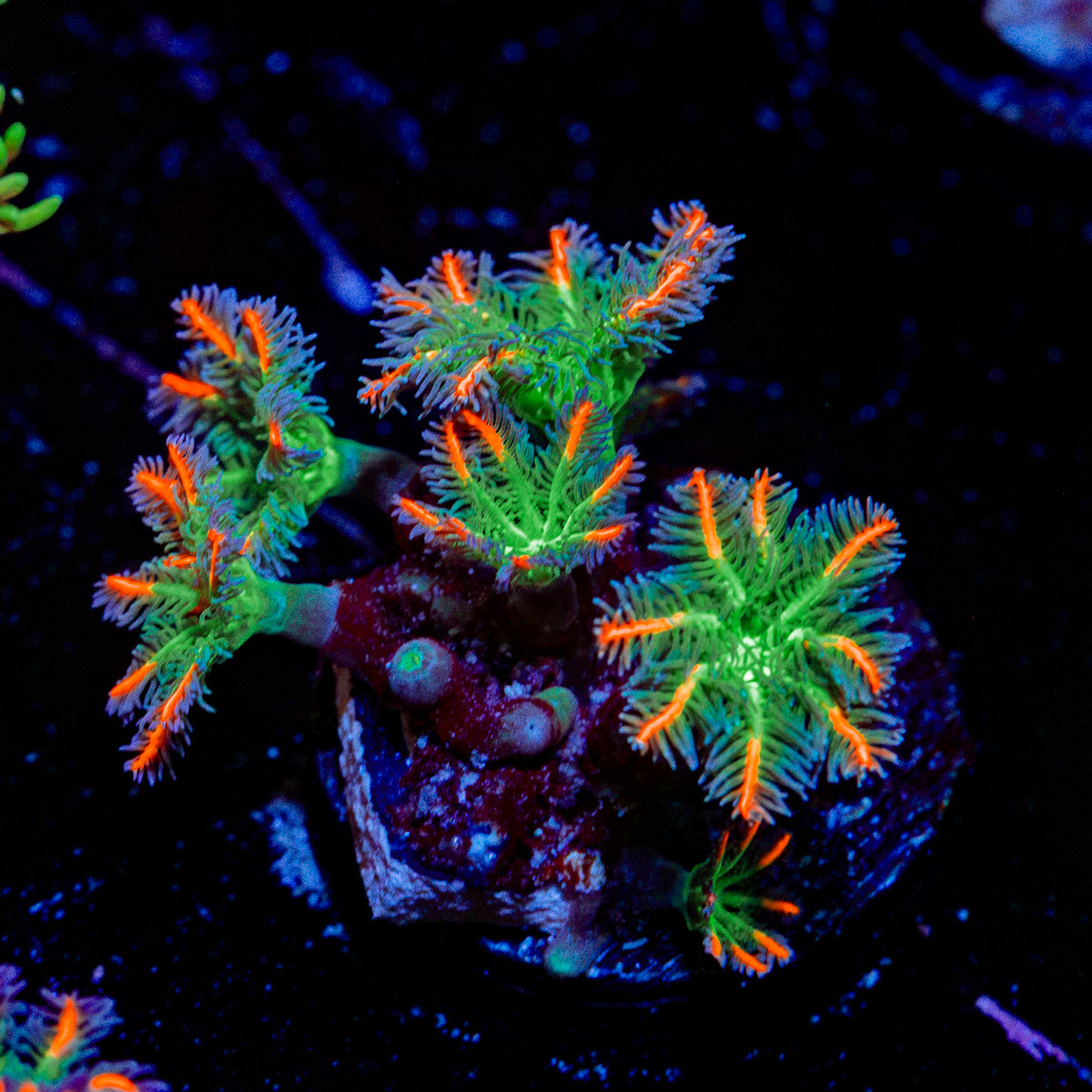 ARC FireWork Clove Polyp Coral with soft polyps in reef aquarium