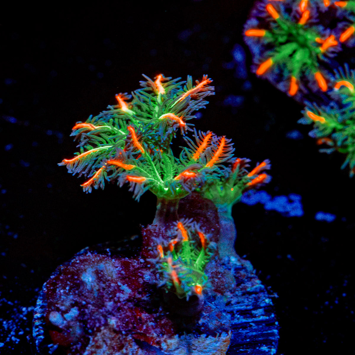 ARC FireWork Clove Polyp Coral with colony growth in reef aquarium