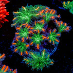 ARC FireWork Clove Polyp Coral with soft polyps in reef aquarium