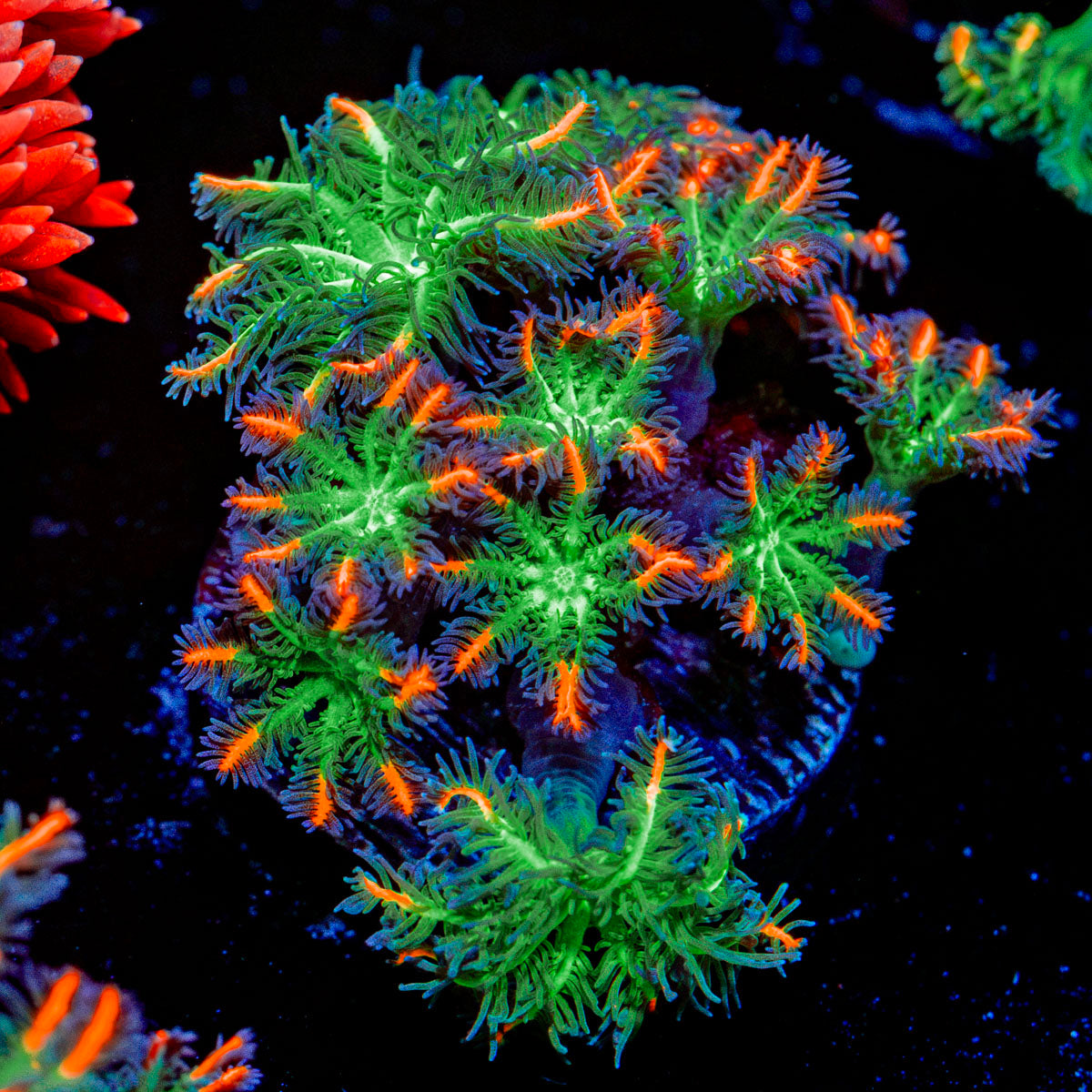 ARC FireWork Clove Polyp Coral with soft polyps in reef aquarium