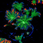 ARC FireWork Clove Polyp Coral with colony growth in reef aquarium
