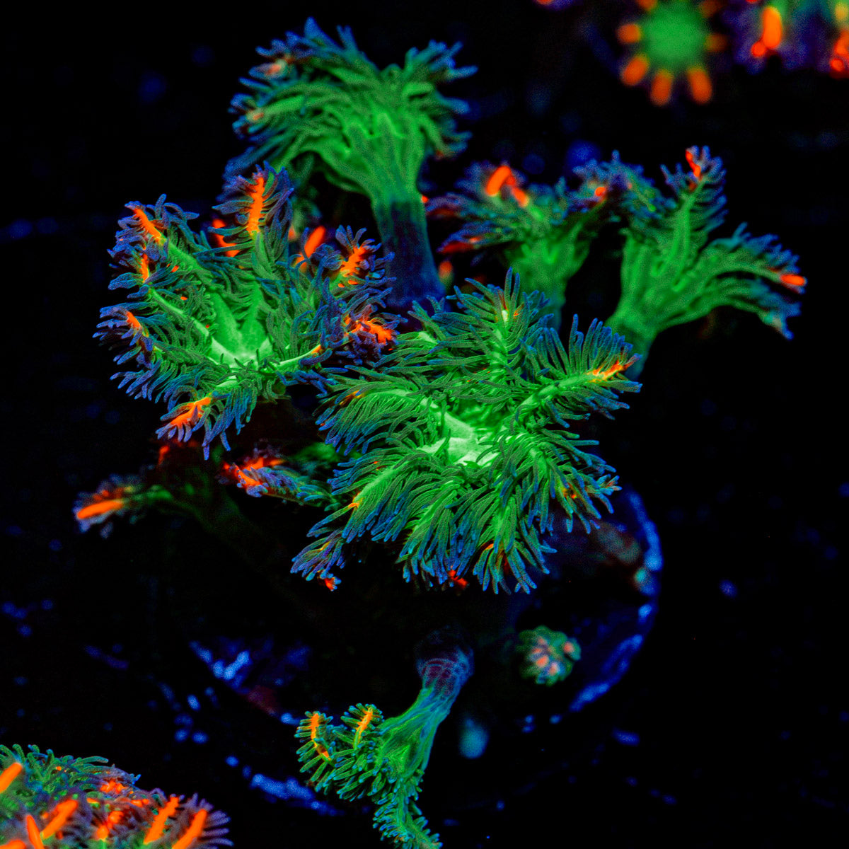 ARC FireWork Clove Polyp Coral with colony growth in reef aquarium