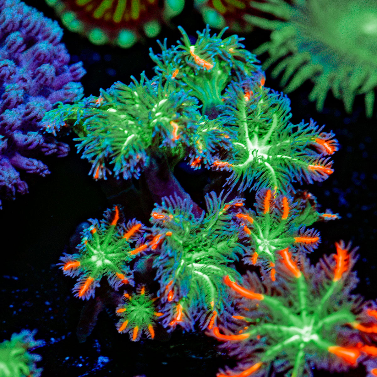ARC FireWork Clove Polyp Coral with colony growth in reef aquarium