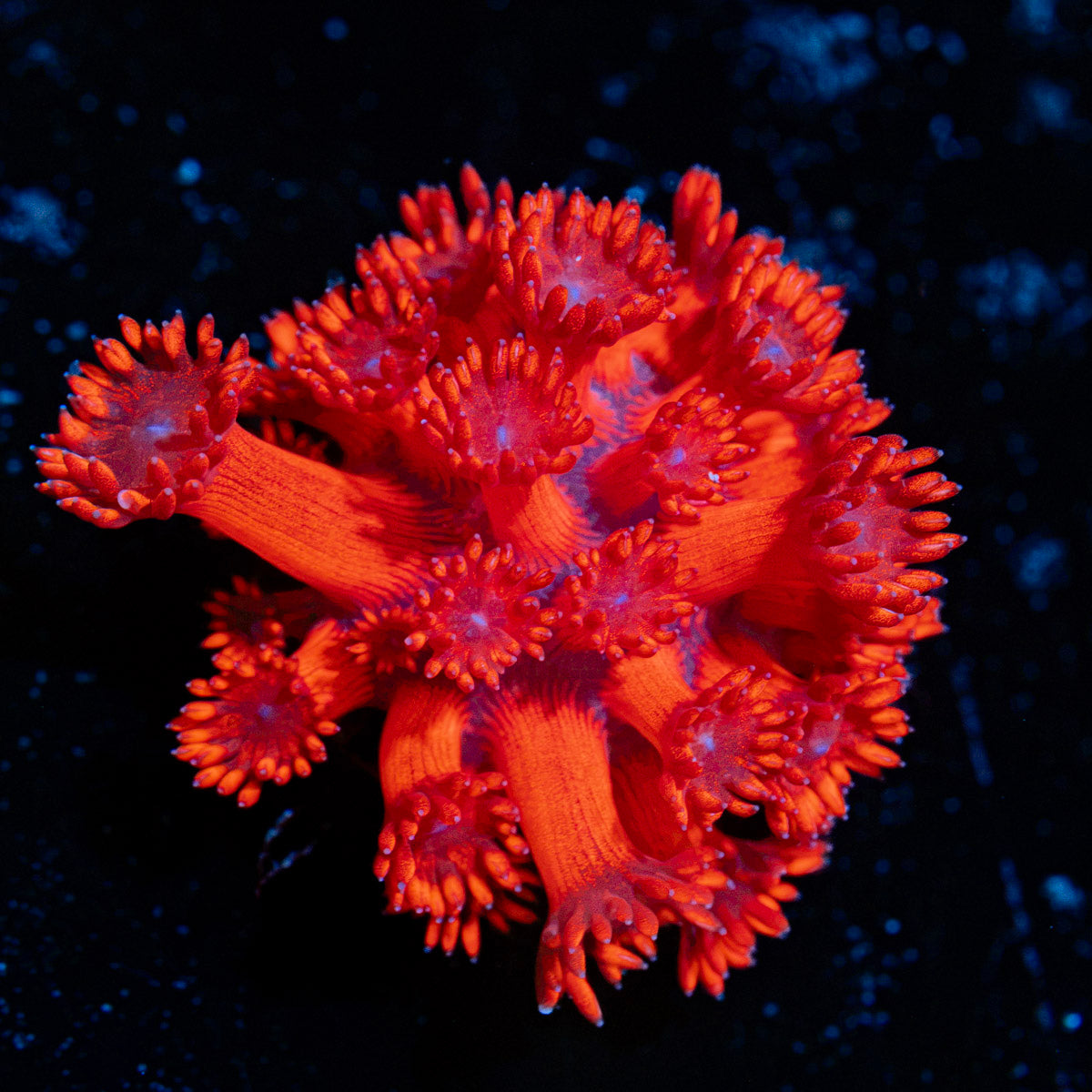 Red Goniopora Coral with flower-like polyps in reef aquarium