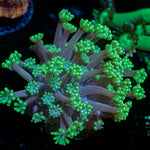 Oddish Goniopora Coral with flower-like polyps in reef aquarium