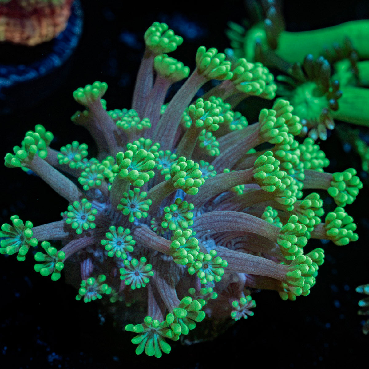 Oddish Goniopora Coral with flower-like polyps in reef aquarium
