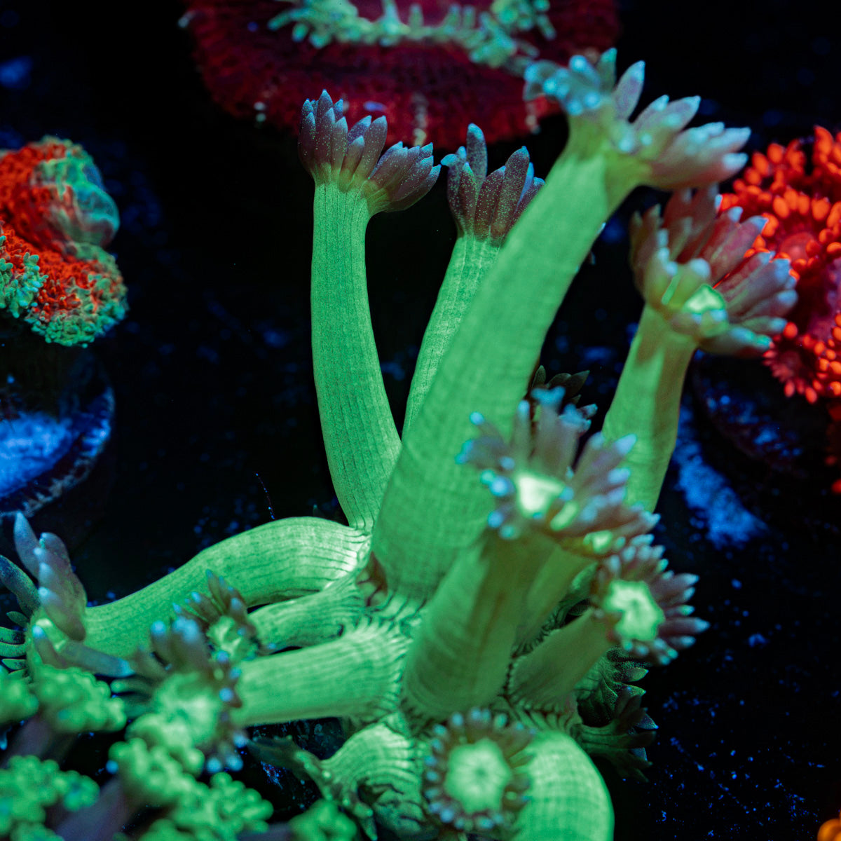 Bubble Toes Goniopora Coral with flower-like polyps in reef aquarium
