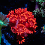 Red Goniopora Coral with flower-like polyps in reef aquarium