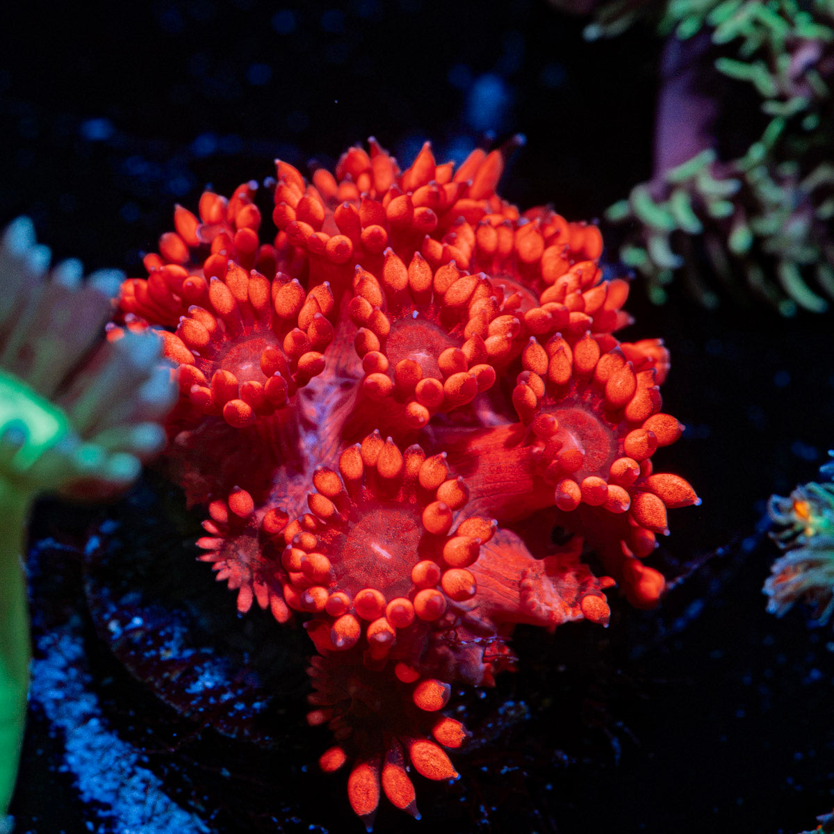 Red Goniopora Coral with flower-like polyps in reef aquarium