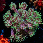 Majin Boo Goniopora Coral with flower-like polyps in reef aquarium