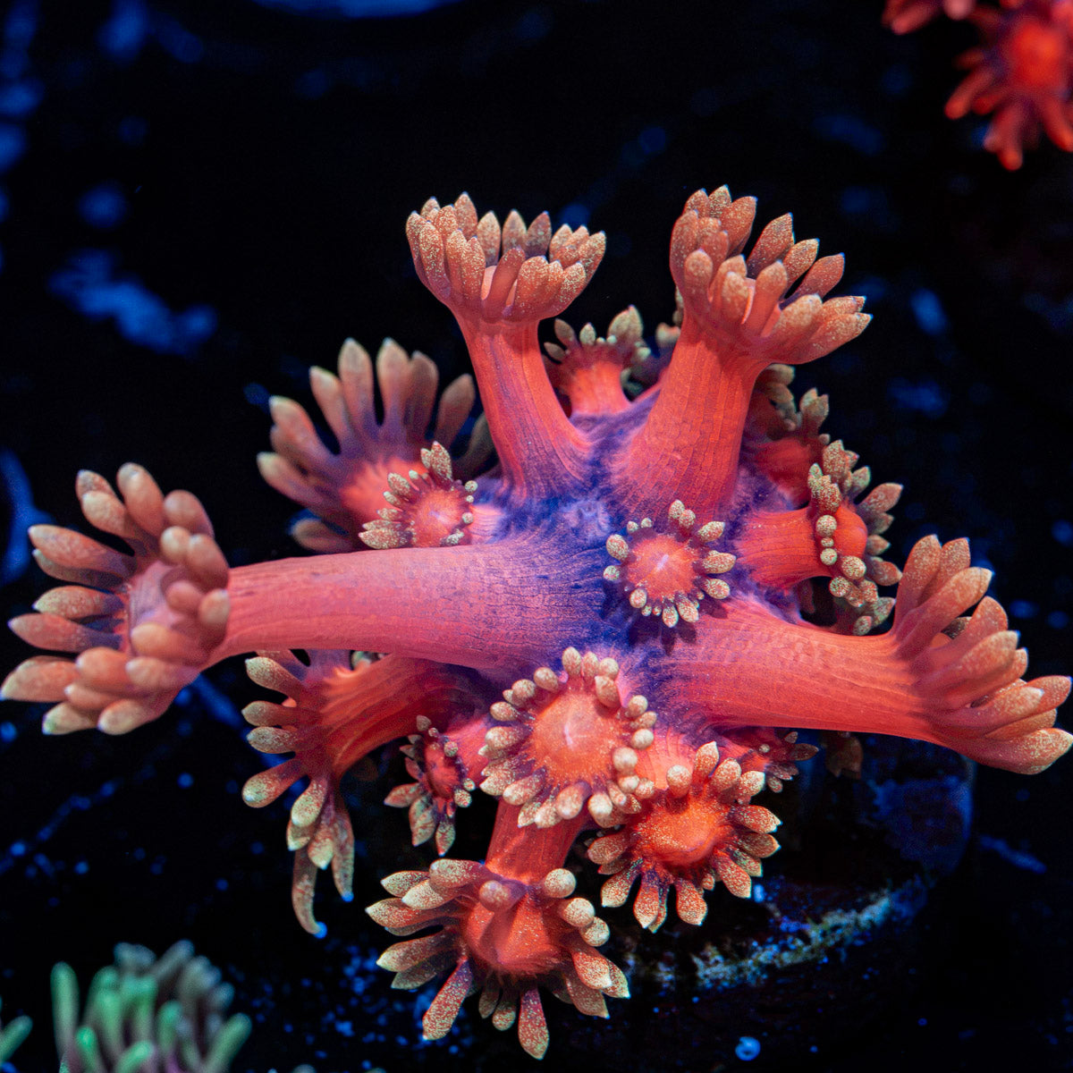 IronMan Goniopora Coral with flower-like polyps in reef aquarium