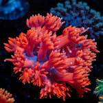 Red Goniopora Coral with flower-like polyps in reef aquarium