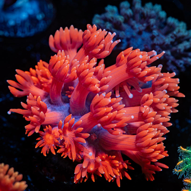 Red Goniopora Coral with flower-like polyps in reef aquarium