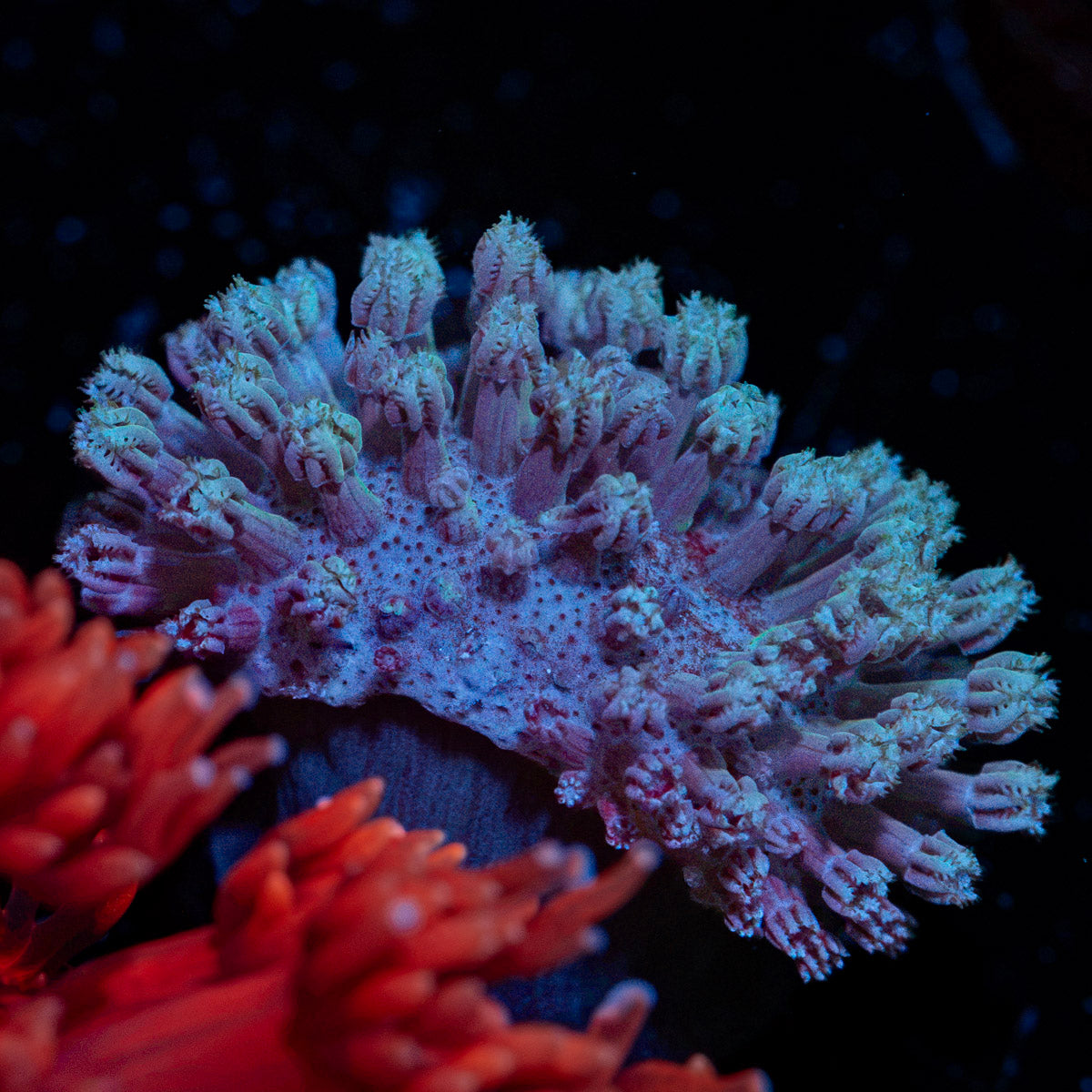 Classic Toadstool Coral with smooth cap in reef aquarium
